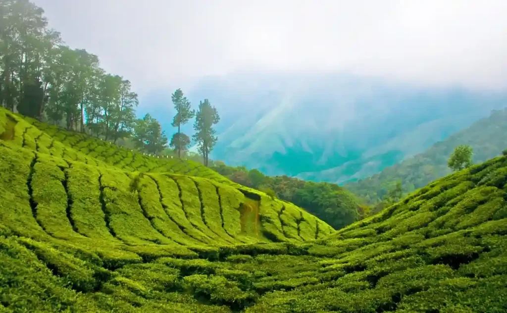 Munnar Kerala