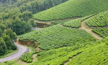 Munnar Tea Gardens
