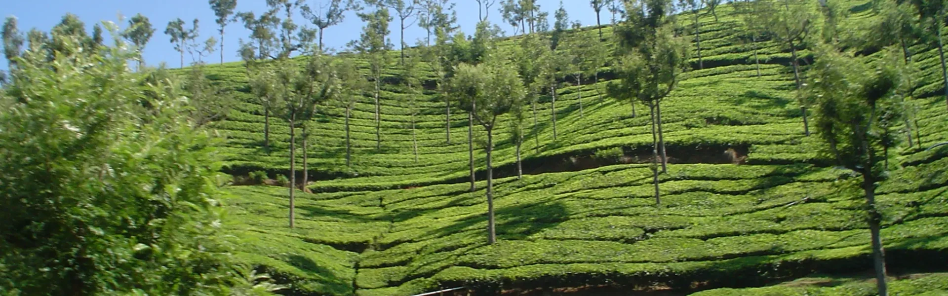 Ooty Tea Garden