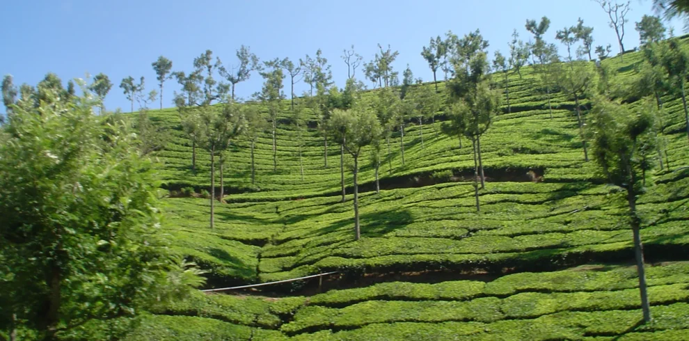 Ooty Tea Garden