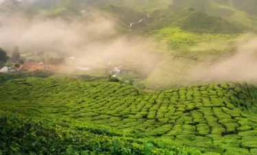 Munnar Kerala