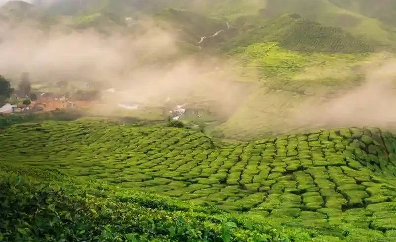 Munnar Kerala