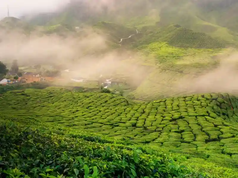 Munnar Kerala