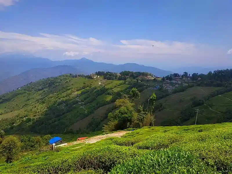 Tea Estate Darjeeling