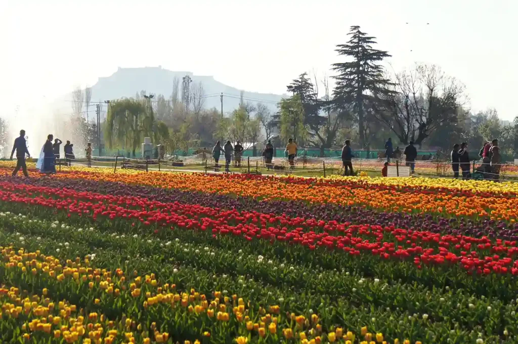 Tulip Garden Srinagar