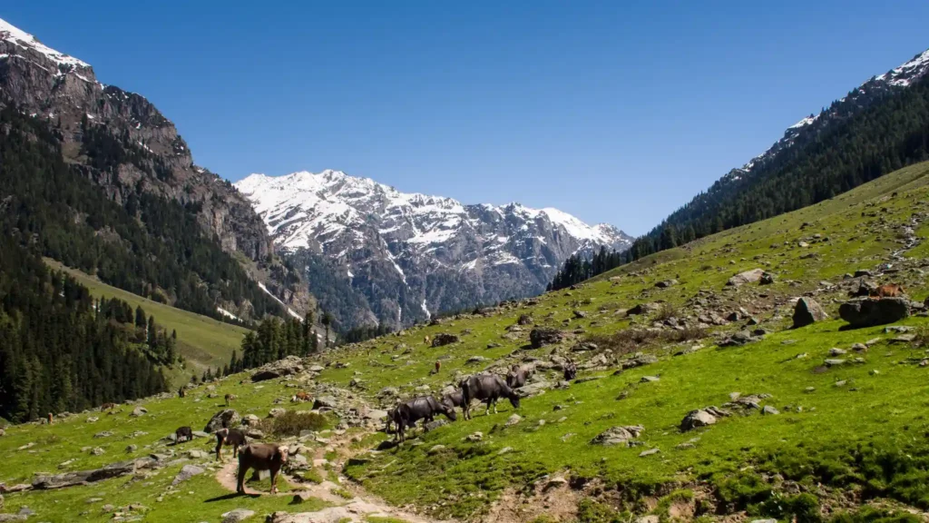 Aru Valley