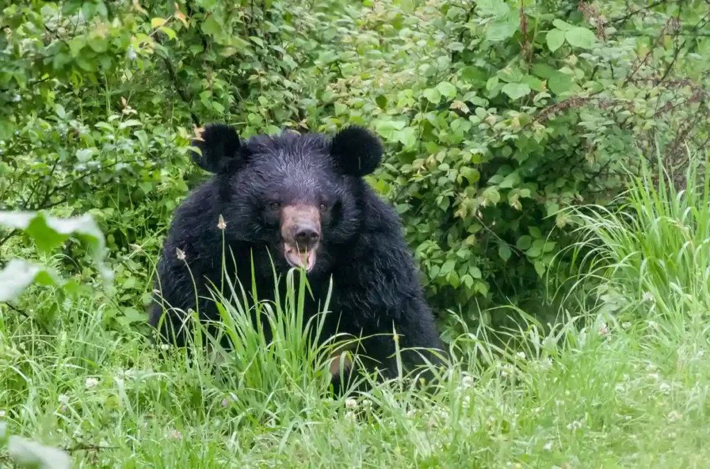 Dachigam National Park