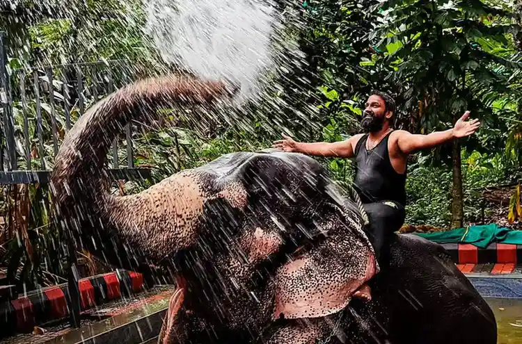 Elephant Junction Thekkady