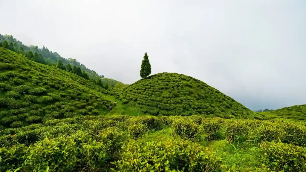 Happy Valley Tea Estate