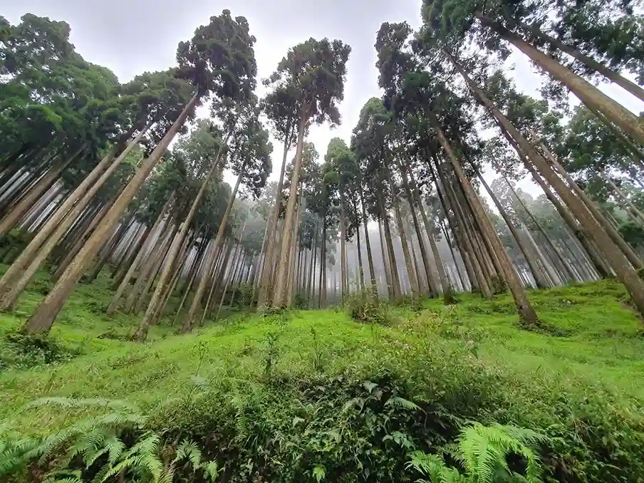 Lamahatta Eco Park