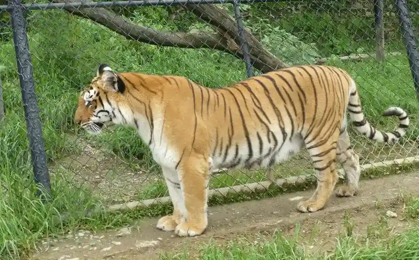 Nainital Zoo