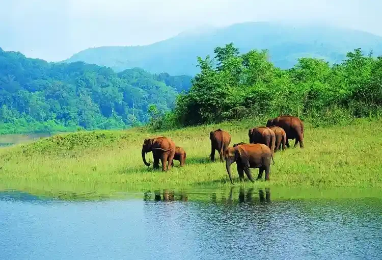 Best Places to visit in Thekkady for Couples (2025)