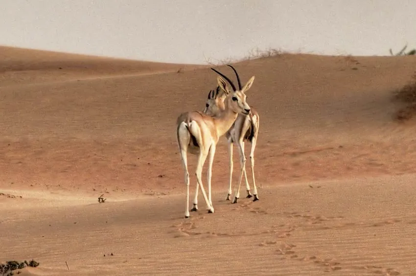 Desert National Park Jaisalmer