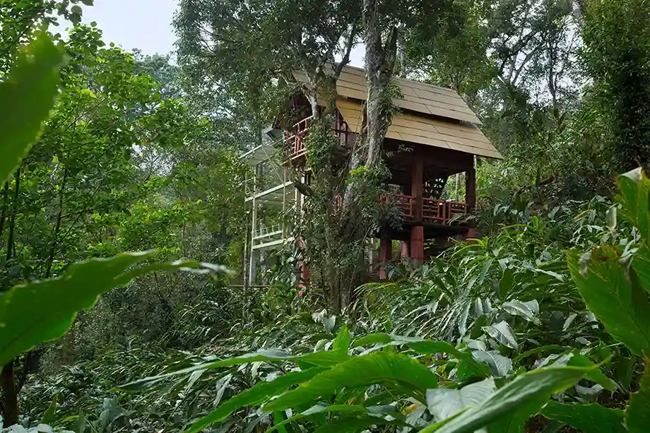 Bamboo Dale Munnar