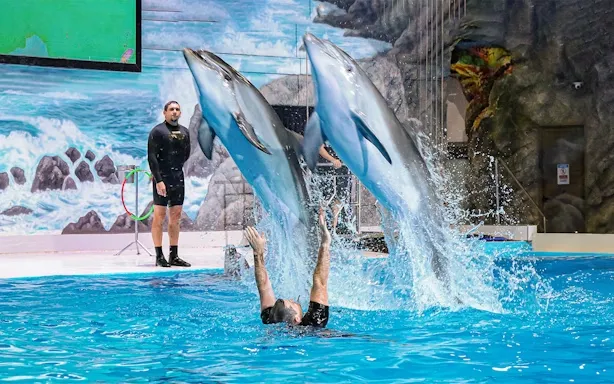 dubai dolphinarium dolphin
