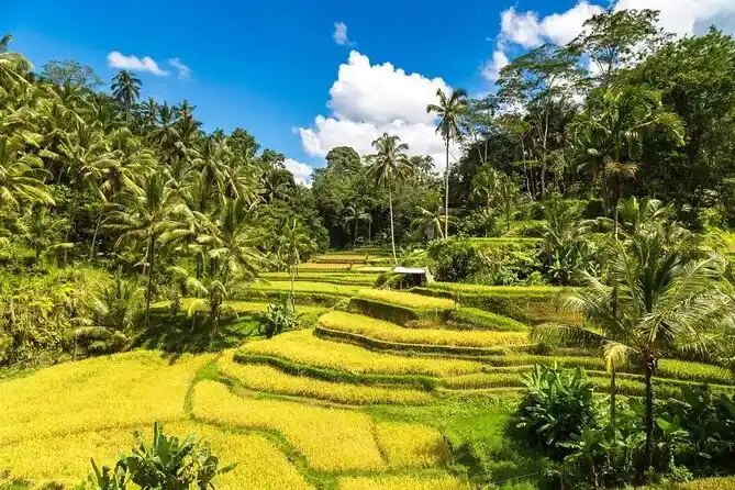 Best Time to Visit Bali for Your Honeymoon