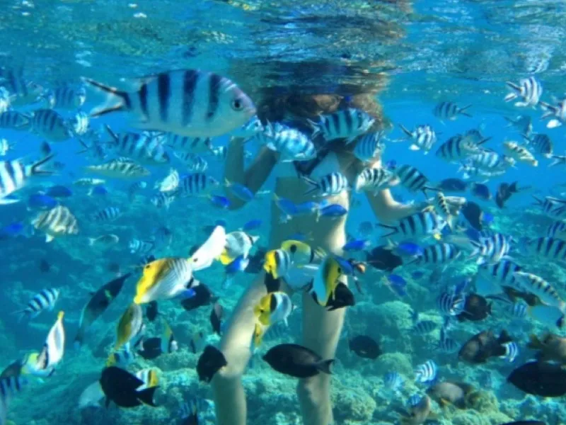 Amed & Padang Bai Reefs