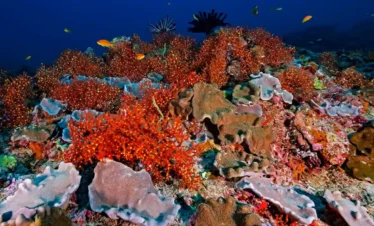 lakshadweep colourful coral reefs