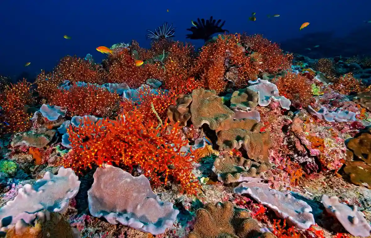 lakshadweep colourful coral reefs